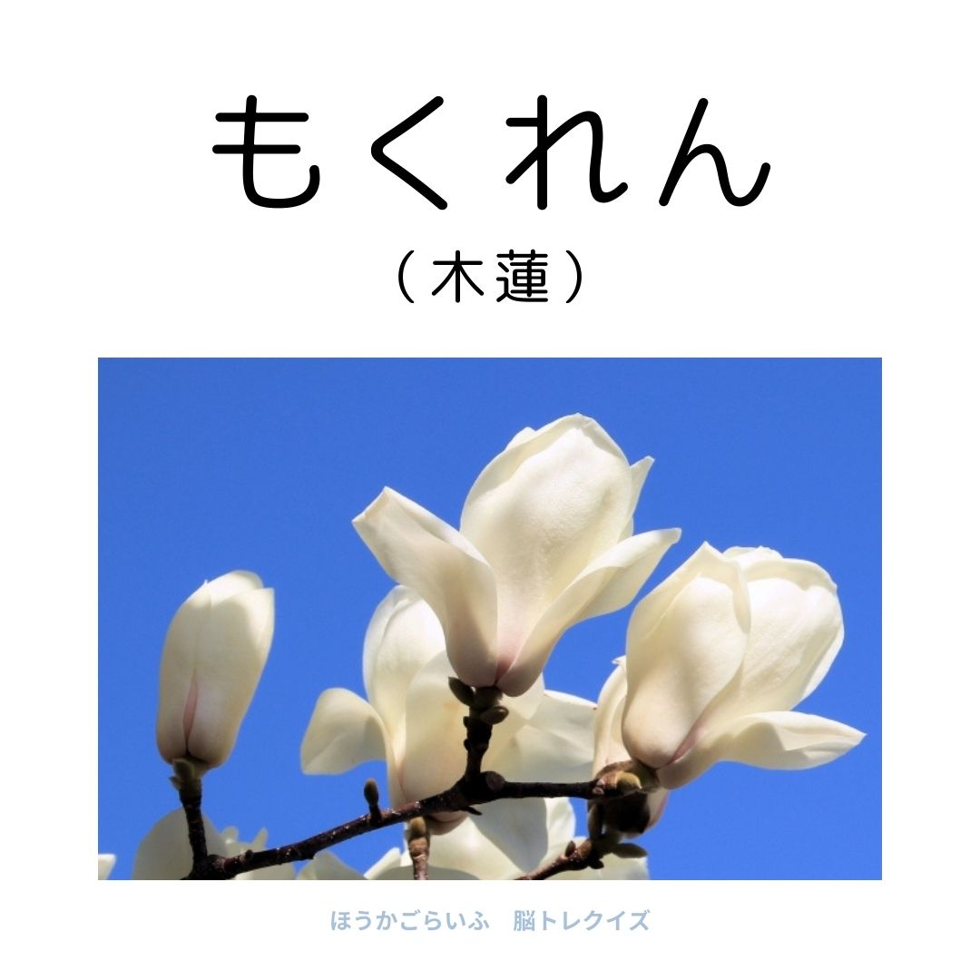 高齢者向け（無料）言葉の並び替えで脳トレしよう！文字（ひらがな）を並び替える簡単なゲーム【花の名前】健康寿命を延ばす鍵